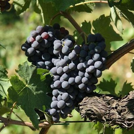 Agriturismo Fattoria Il Piano - Appartamento Focolare - San Gimignano Esterno foto